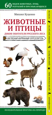 Книга \"Животные и птицы. Дикие обитатели русского леса\" Куценко М.Е -  купить в Германии | BOOQUA.de