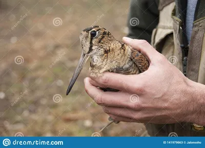 Евроазиатский вальдшнеп, Rusticola вальдшнепа, в руках Стоковое Изображение  - изображение насчитывающей пуща, руки: 141979663