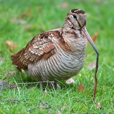 Вальдшнеп (фото): Пестрый лесной обитатель | Pet birds, Birds, Bird