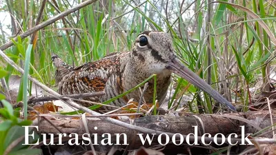 Гнездо Вальдшнепа / Woodcock nest - YouTube