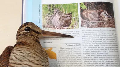 An awkward Eurasian woodcock. Birds with head injuries - YouTube