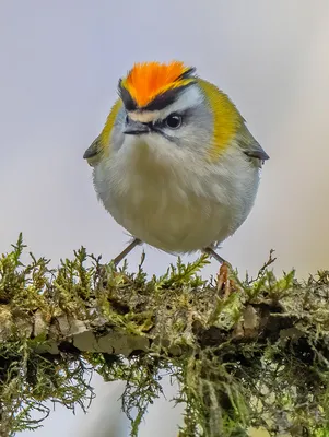 Красноголовый королёк (Regulus ignicapillus). Птицы Европейской России.