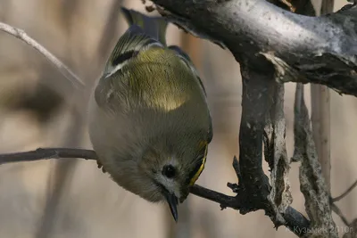 Желтоголовый королёк (Regulus regulus) Goldcrest - Корольковые (Regulidae)  - Воробьеобразные Passeriformes - Классификатор птиц Таганрога и  Неклиновского района - Птицы Ростовской обл.В основе-Птицы  Таганрога/Некл.р-на