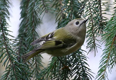 Желтоголовый королек Regulus regulus Goldcrest