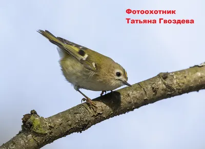 Желтоголовый королек – самая миниатюрная птичка России - Я - Краевед