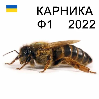 Матка пчелиная, порода \"КАРНИКА\" плодная 2022 года – купить в  интернет-магазине Парк Плюс: цена, отзывы, фото, характеристики