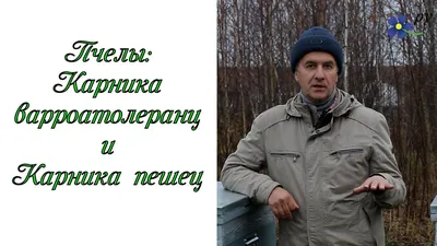 Пчелы карника пешец и карника варроатолеранц смотреть онлайн видео от  Цветочек.ру в хорошем качестве.