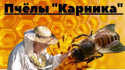 pro.pchel23 - ХАРАКТЕРИСТИКА ПОРОДЫ КАРНИКА Основная часть пчел  характеризуется миролюбивым характером. Благодаря спокойному поведению  карники, пчеловод может осматривать ульи, не прибегая к использованию  защитной сетки и окуриванию. Насекомые при этом ...