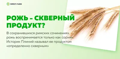 Кратко о ржаном зерне и продуктах из него