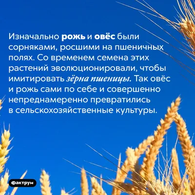 Диссертация на тему \"Роль хромосом пятой гомеологичной группы пшеницы и ржи  в регуляции типа деления унивалентных хромосом и частоты передачи их через  гаметы анеуплоидных форм\