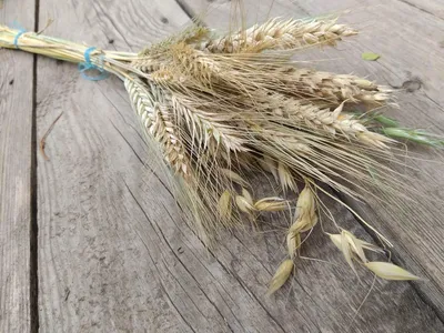 Пшеницы и ржи фото