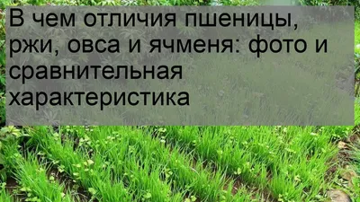 Беларусь продлила на полгода запрет на вывоз основных видов зерна из страны  - 12.03.2022, Sputnik Беларусь