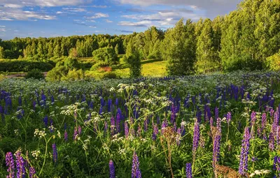 Луговые цветы Подмосковья - 55 фото