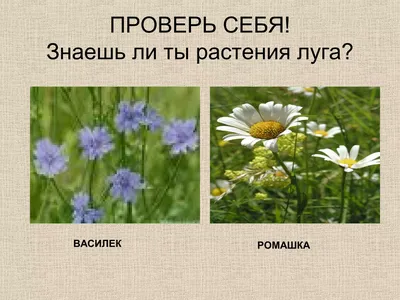 Краски летнего луга - Приокско-Террасный государственный природный  биосферный заповедник