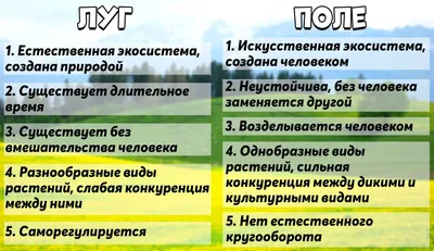 Красочные Луга Натуральных Цветов Летом Голубым Небом Ареал Насекомых  Полевых стоковое фото ©PantherMediaSeller 500834482