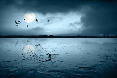 Фото птица Природа Небо Луна Реки Ночь