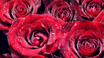 Обои Темные розы, картинки - Обои для рабочего стола Темные розы фото из  альбома: (цветы)