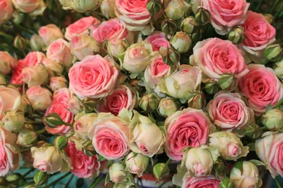 Самые красивые розы скачать бесплатно обои на рабочий стол