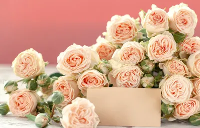 Обои цветы, розы, бутоны, красивые картинки на рабочий стол, раздел цветы -  скачать