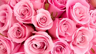 SpashScreen - Широкоформатные обои и заставки на рабочий стол - розовые розы,  огромный букет, цветы, обои на рабочий стол, pink roses, a huge bouquet,  flowers, desktop wallpaper, गुलाबी गुलाब, एक विशाल गुलदस्ता,