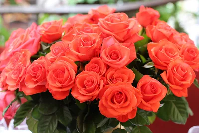 Обои для рабочего стола Розы красных цветок Много