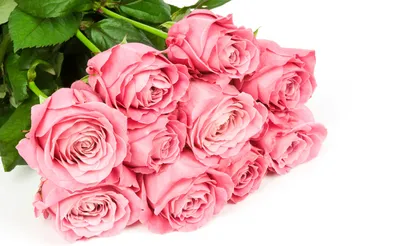 Обои белый фон, розовые, цветы, букет, розы на рабочий стол