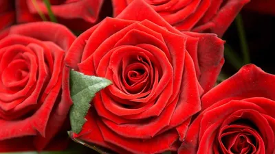 Обои Шикарные розы, картинки - Обои для рабочего стола Шикарные розы фото  из альбома: (цветы)
