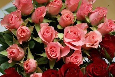 Букет из розовых и бордовых роз - обои на рабочий стол