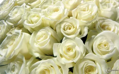 Скачать обои Белые розы (Белые розы) для рабочего стола 1280х800 (16:10)  бесплатно, Макро фото Белые розы Белые розы на рабочий стол. | WPAPERS.RU  (Wallpapers).