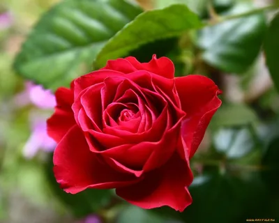 Обои Цветы Розы, обои для рабочего стола, фотографии цветы, розы, розовый,  бутон Обои для рабочего стола, скачать обои картинки з… | Розы, Фотографии  цветов, Цветы