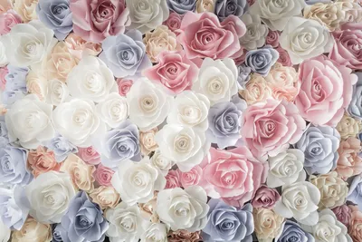 Обои Роза, цветок, сад роз, срезанные цветы, розовый - картинка на рабочий  стол и фото бесплатно