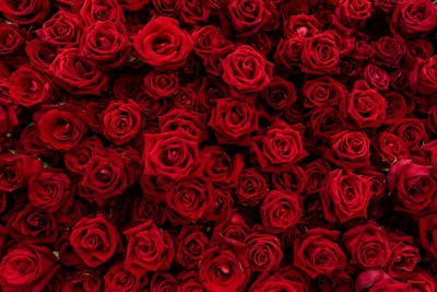 Обои для рабочего стола Текстура роза красная Цветы Много 2560x1708