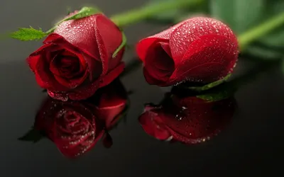 Два бутона красных роз - Цветы - Обои на рабочий стол - Галерейка
