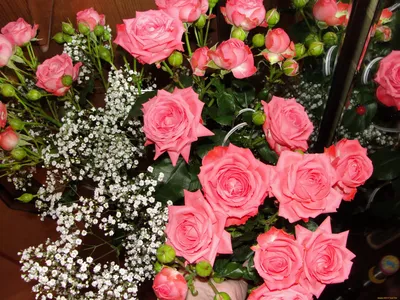 Обои Цветы Розы, обои для рабочего стола, фотографии цветы, розы, много,  гипсофила Обои для рабочего стола, скачать обои картинки заставки на рабочий  стол.