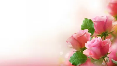 Розовые розы обои на рабочий стол