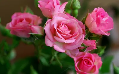 Букет из пяти красивых розовых роз | Обои для телефона