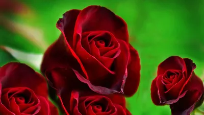 Обои Цветы Розы, обои для рабочего стола, фотографии цветы, розы, много,  кусты, розовый Обои для рабочего стола, скачать обои картинки заставки на рабочий  стол.