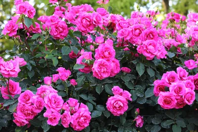 Обои Роза, цветок, цветочный букет, розовый, флористика - картинка на рабочий  стол и фото бесплатно
