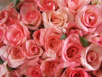 Красивые розы на рабочий стол - 34 фото