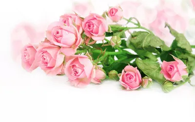 обои розы на рабочий стол красивые большие на весь экран бесплатно: 9 тыс  изображений найдено в Яндекс.Картинках | Rosas, Buquê de rosas, Botões de  rosa