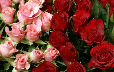 Обои много, розовые розы, красные розы, букет из роз картинки на рабочий  стол, раздел цветы - скачать