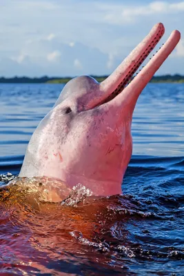 Розового дельфина фото