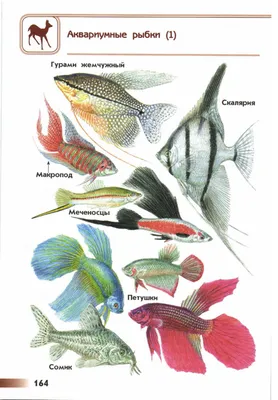 Аквариумные рыбки - фото и описание - Окружающий мир Плешаков