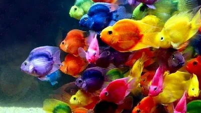 Самые яркие аквариумные рыбки | Дом гуппи | Дзен