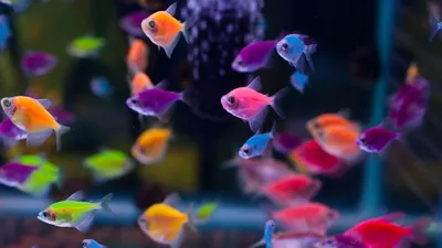 Совместимость и содержание аквариумных рыбок! Как подобрать рыбок - YouTube