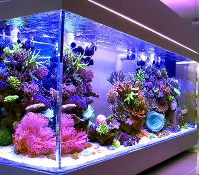 Выставка аквариумных рыбок - Афиша города Лида
