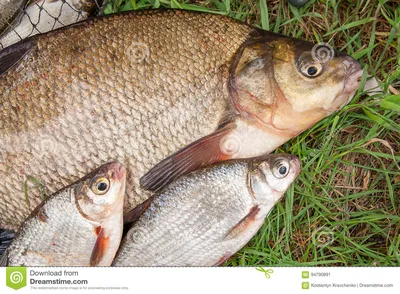 Большой пресноводный общий лещ и белые рыбы леща или леща серебра Стоковое  Изображение - изображение насчитывающей рыбы, маштабы: 94790891