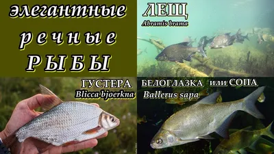 ГУСТЕРА, БЕЛОГЛАЗКА и ЛЕЩ (Элегантные речные рыбы) - YouTube