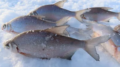Лещ и густера: отличие и повадки, ценность рыбы. Как поймать этих рыб и где  они водятся | Рыбалка 63 | Дзен