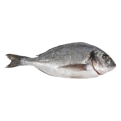 Морской лещ (Sparus aurata) - sharkseafoods.com